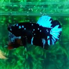 Jenis ikan cupang avatar 2020. 43 Ikan Cupang Avatar Gordon Harga Background