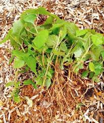 Image result for Dombeya torrida