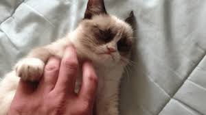 Normally, when you come running in the room with a spray bottle, they drop what they are doing and bolt. There S A Legit Scientific Reason Why Cats Hate Belly Rubs Science