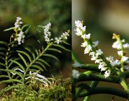 Image result for Diaphananthe sarcophylla