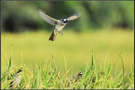 白頭翁與秋收 animals little birds birds