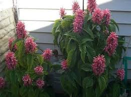 Image result for Justicia carnea