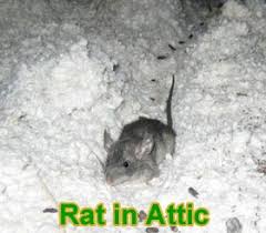 Rats In The Attic How Do You Get Rats Out Of The Attic Attic Staircase Attic Loft Attic Bathroom