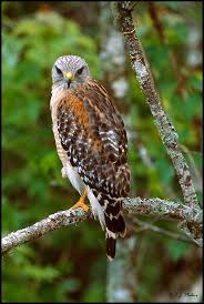 Birds Of Prey Texas Hill Country Pin By Mirwin71 On Red Shoulder Hawk Birds Birds Of Prey Beautiful Birds