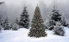 10 new and most recent christmas tree phone wallpaper for desktop computer with full hd 1080p (1920 × 1080) free download. Christmas Tree In The Forest Wallpaper Nature And Landscape Wallpaper Better