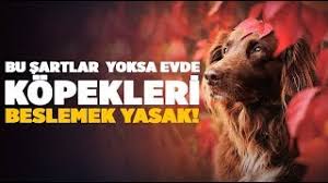 Kopek Beslemek Evde Yasak Mi Kopek Neden Gunah Sartlari Nedir Youtube