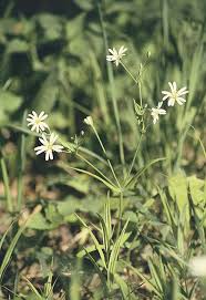 Image result for Stellaria sennii