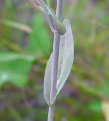 Image result for Turritis glabra