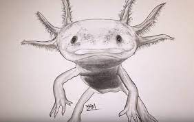 Use as a blank notebook, sketchbook, journal or diary How To Draw An Axolotl Step By Step Easy Easy Animals To Draw