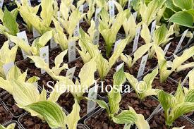 Image result for Hosta White Feather