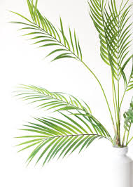 Maybe you would like to learn more about one of these? Indoor Outdoor Plastic Areca Palm Plant 35 Areca Palm Plant Plants Artificial Flowers And Plants