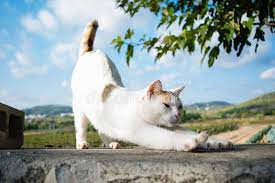 Batman always tellin' it how it is. 1 558 Cat Yoga Photos Free Royalty Free Stock Photos From Dreamstime