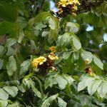 Image result for Markhamia tomentosa