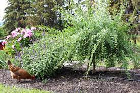 See more of goji̇ berry ( yasam bi̇tki̇si̇ ) on facebook. Growing Goji Berries How To Grow Goji Berry Plants At Home The Hip Homestead