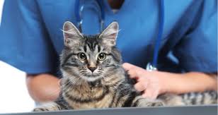 And as far as i know, there aren't any prescription discount cards or programs like there are. How Much Could A Cat Uti Treatment Cost At The Vet Petcoach