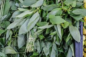 Image result for Corchorus olitorius