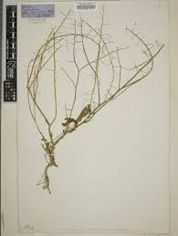 Image result for Erucastrum arabicum