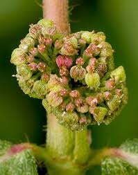 Image result for Euphorbia hirta