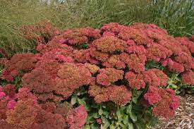 Its relatively coarse texture can be used to stand it apart from other garden plants with finer foliage. Autumn Fire Sedum Pahl S Market Apple Valley Mn