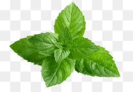 mint png peppermint mint leaves mint leaf mint chocolate mint candy mint color mint frame mint plant mint drawing mint illustration mint ice cream cartoon mint breath mint cleanpng kisspng mint png peppermint mint leaves