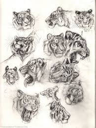 Tessgarman Animal Sketches Animal Drawings Big Cats Art