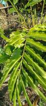 Image result for Aframomum polyanthum
