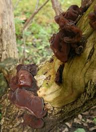 Here are some nutritional content contained in mushroom, among others are Vitalpilz Judasohr Kraftwerk Fuer Die Gesundheit
