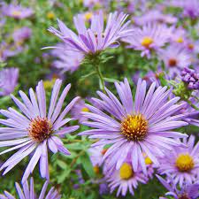 Raydon S Favorite Aromatic Aster Aster Oblongifolius High Country Gardens