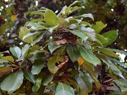 Image result for Terminalia superba