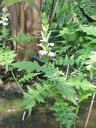 Image result for Acanthus polystachyus