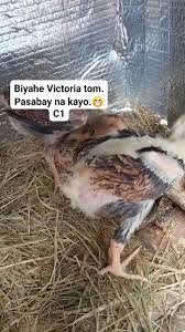 Let's welcome our new members: Del Boer, ਲਵੀ ਬਰਾੜ, Laspiñeros Power Line, Jerwin  Morales