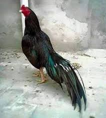 Mature trios $1200 & up. 62 Fighting Roosters Ideas Fighting Rooster Game Fowl Chicken Breeds