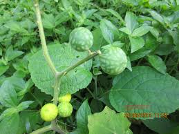 Image result for Solanum viarum