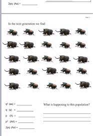 The frequency of two alleles in a gene pool is 0.19 (a) and 0.81(a). Solved Slide 1 Name Hardy Weinberg Problem Set P2 2pq Chegg Com