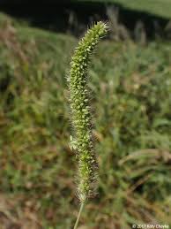 Image result for Setaria verticillata