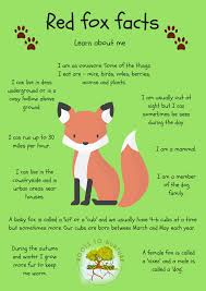 Nature Wildlife Red Fox Facts For Kids Children S Wildlife Education Forest School Fox Facts Fox Facts For Kids Red Fox Facts