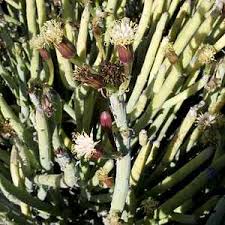 Image result for Senecio