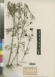 Image result for Bidens oligoflora