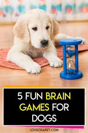 5 Fun Brain Games For Dogs Love Of A Pet Brain Games For Dogs Dog Brain Clever Dog