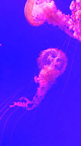 Ripley S Jelly Flow The Mesmerizing Languid Motion Of Some Jellyfish In The Toronto Ripley S Aq Colorful Jellyfish Jellyfish Pictures Jellyfish Illustration