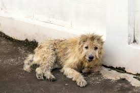 Check spelling or type a new query. Hund Gefunden Tipps Zum Umgang Mit Herrenlosen Hunden Zooplus