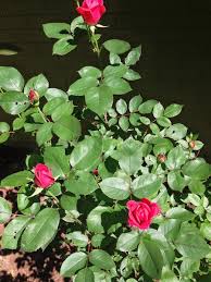 Maybe you would like to learn more about one of these? White Spots On My Rose Bush Leaves Follow Upgrowing In My Garden