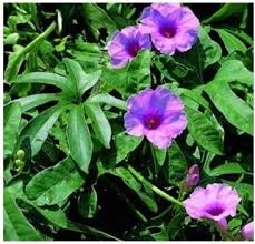 Image result for Ipomoea mauritiana