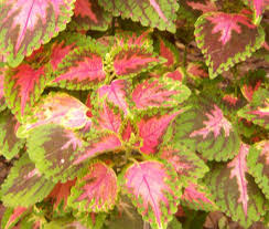 Image result for Coleus meyeri