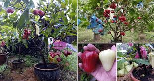 11 jenis tanaman buah dan jarak tanamnya, salah satunya yang anda cari? Tanam Pokok Jambu Air Dalam Pasu Lebih Mudah Lagi Cepat Berbuah 4 Kali Setahun Vanilla Kismis