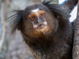 See more ideas about marmoset monkey, finger monkey, cute monkey. Fun Facts About Finger Monkeys World S Smallest Living Primates Pet Ponder