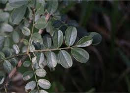 Image result for Ormocarpum trichocarpum