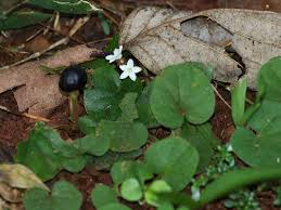 Image result for Geophila