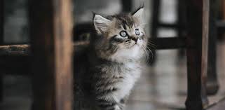 What do dreams about a black cat mean? Kittens In Dream Meaning Symbol Interpretation Regular Dream