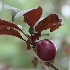 Jun 22, 2021 · begin pruning immediately when you plant a young tree to ensure a proper shape. Purple Leaf Flowering Plum Newport Prunus Cerasifera My Garden Life